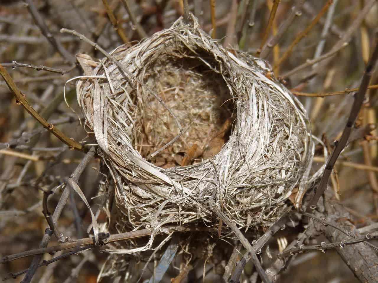 An Empty Nest - Facing a failed IVF cycle @bumpstobaby