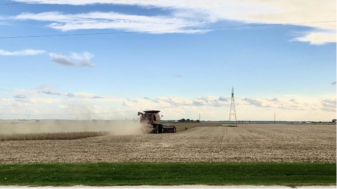 Soybean harvest.